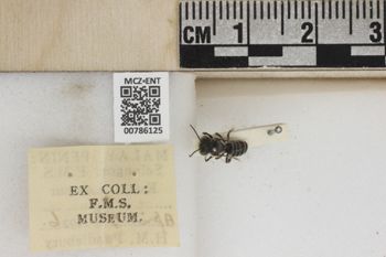 Media type: image;   Entomology 786125 Aspect: Labels